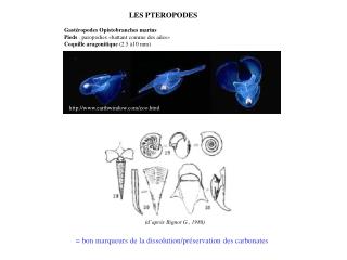 LES PTEROPODES Gastéropodes Opistobranches marins Pieds : paropodies «battant comme des ailes»