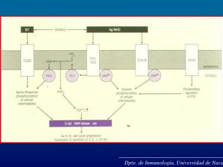 Dpto. de Inmunología, Universidad de Navarra