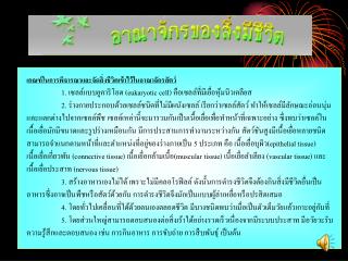 เกณฑ์ที่ใช้ในการจำแนกหมวดหมู่ของอาณาจักรสัตว์
