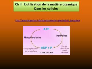 Ch II : L’utilisation de la matière organique Dans les cellules