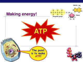 ATP