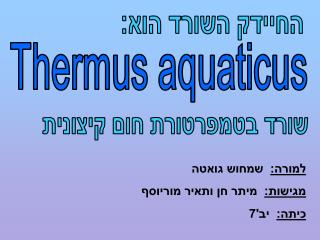 Thermus aquaticus