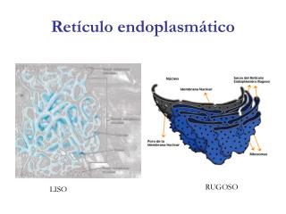 Retículo endoplasmático