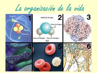 La organización de la vida