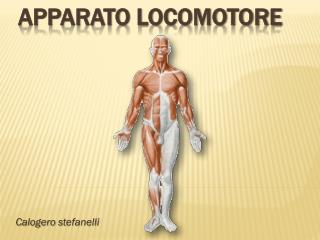 Apparato locomotore