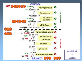 ENTRADA DE OTROS MONOSACARIDOS A LA VIA GLICOLITICA