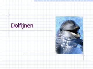 Dolfijnen