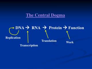 DNA  RNA  Protein  Function