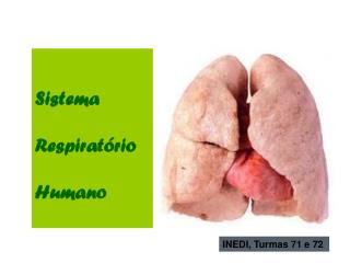 Sistema Respiratório Humano