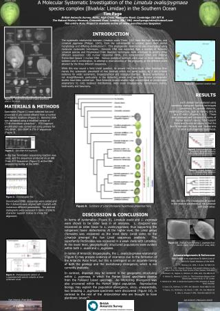 A Molecular Systematic Investigation of the Limatula ovalis/pygmaea