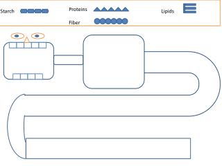 Large Intestine