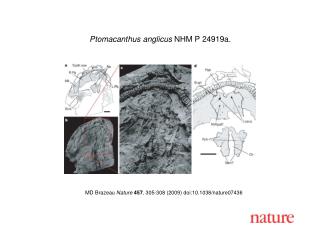 MD Brazeau Nature 457 , 305 -308 (2009) doi:10.1038/nature07436