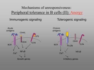 Acute antigens