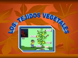 LOS TEJIDOS VEGETALES