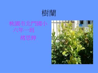 桃園市北門國小 六年一班 褚思婷