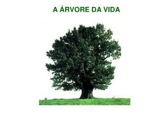 A ÁRVORE DA VIDA