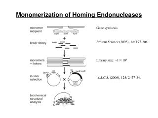 Monomerization of Homing Endonucleases