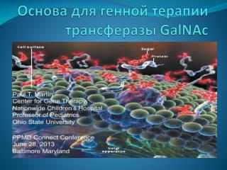Основа для генной терапии трансферазы GalNAc