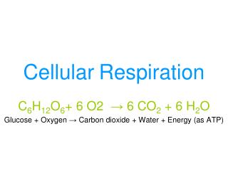 Cellular Respiration