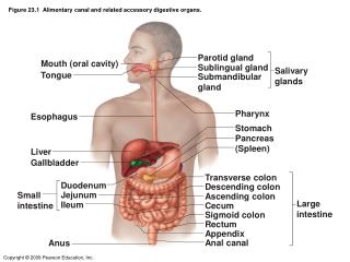 Figure 23.1 Alimentary canal and related accessory digestive organs.