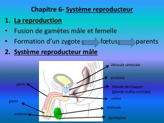 Chapitre 6- Système reproducteur