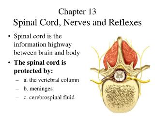 Chapter 13 Spinal Cord, Nerves and Reflexes