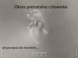 Okres prenatalny człowieka