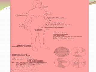 Abdominal palpation= systemic + obstetric