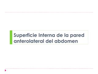 Superficie Interna de la pared anterolateral del abdomen