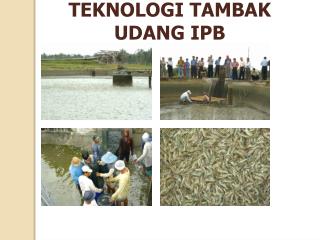 TEKNOLOGI TAMBAK UDANG IPB