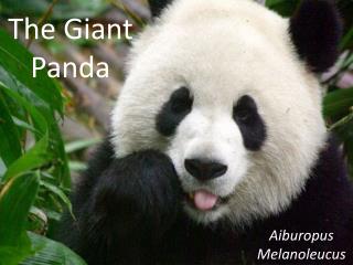 The Giant Panda