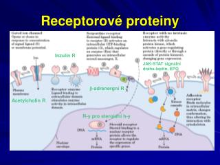 Receptorové proteiny