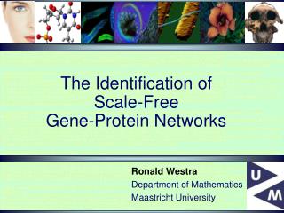 The Identification of Scale-Free Gene-Protein Networks