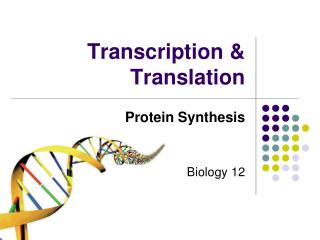 Transcription &amp; Translation