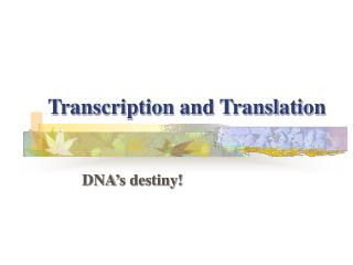 Transcription and Translation