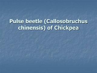 Pulse beetle (Callosobruchus chinensis) of Chickpea