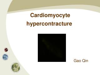 Cardiomyocyte hypercontracture