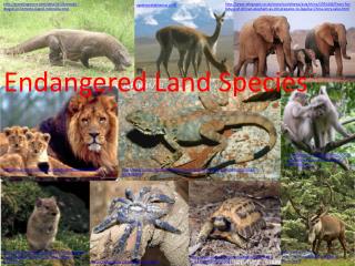 Endangered Land Species
