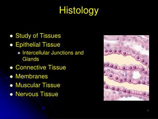 Histology