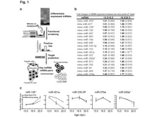 Fig. 1 Screening for miRNAs that regulate primordial follicle assembly in mouse ovaries.