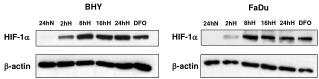 HIF-1 a