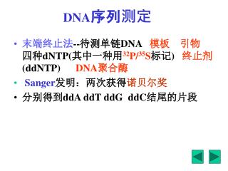 DNA 序列测定