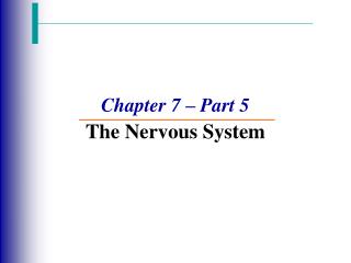 Chapter 7 – Part 5 The Nervous System