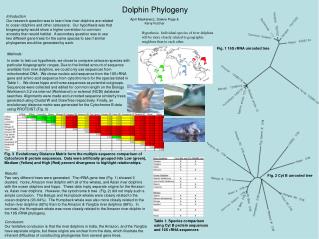 Dolphin Phylogeny