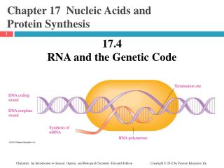 Chapter 17 Nucleic Acids and Protein Synthesis