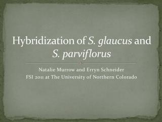 Hybridization of S. glaucus and S. parviflorus