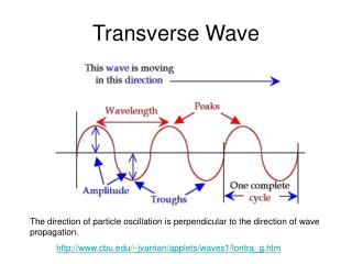 PPT - Transverse Wave PowerPoint Presentation, free download - ID:6075233