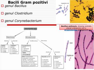 Bacili Gram pozitivi