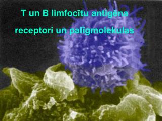 T un B limfoc ītu antigēna receptori un palīgmolekulas