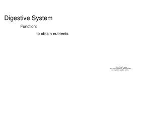 Digestive System 	Function: 		to obtain nutrients